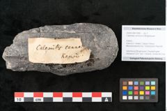 Foto (Objekt + Etikett) von Calamites communis Ettingshausen (NHMW-GEO-2024-0188-10960)